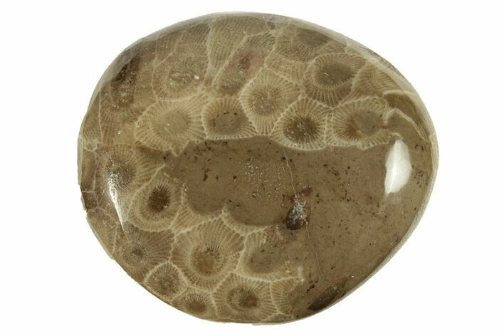 Polished Petoskey Stone (Fossil Coral) - Michigan #260117